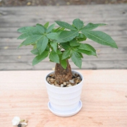 泰西丝 绿植盆栽 发财树+螺纹盆