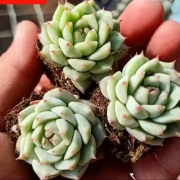 随机1颗多肉植物