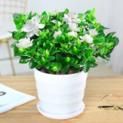 泰西丝  绿植盆栽植物 栀子花+螺纹盆