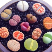 采缇 生石花pp 10颗有红绿 送盆+土+铺面石+2颗生石花