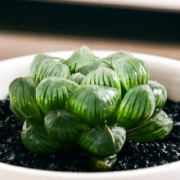 花清洋 多肉植物 姬玉露含陶瓷盆