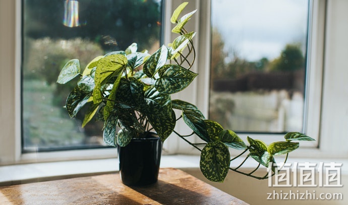 植物盆栽如何选购？盆景植物挑选指南