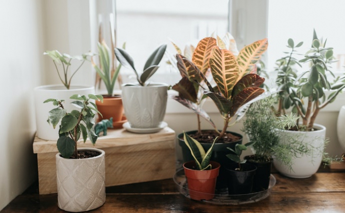 植物盆栽如何选购？盆景植物挑选指南