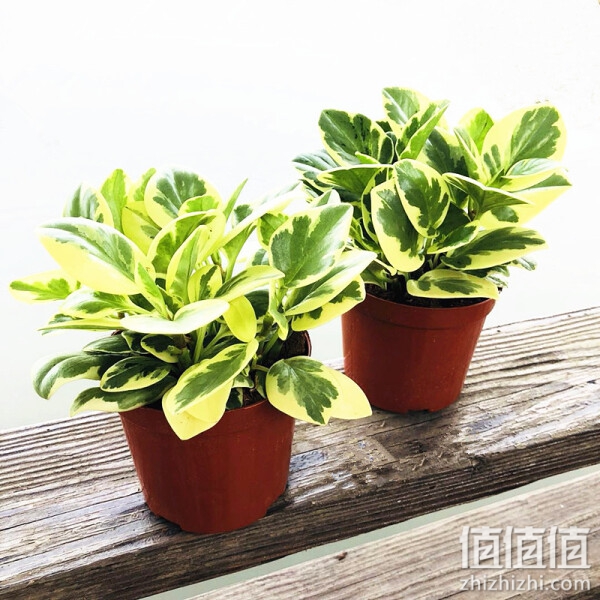 荷兰 花叶碧玉 豆瓣绿盆栽 圆叶椒草室内桌面植物 花叶碧玉 /原土二盆 盆径10.5cm 带盆栽好