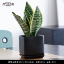 【单品包邮】虎皮兰盆栽小型绿植吸甲醛室内桌面桌上绿植虎尾兰