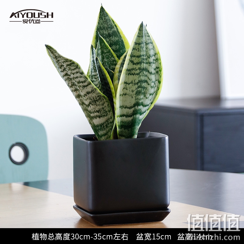 虎皮兰盆栽小型绿植吸甲醛室内桌面桌上绿植虎尾兰