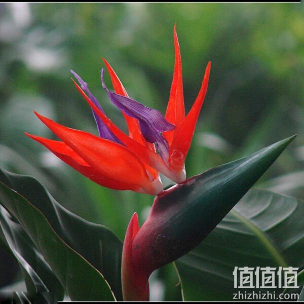 天堂鸟苗 盆栽花卉绿植 红花鹤望兰 15--20厘米高度