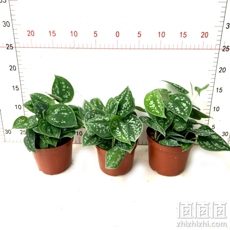 大小叶银斑葛盆栽花绿萝室内办公桌面书房四季常青吸甲醛观叶植物 三盆