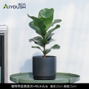 【单品包邮】琴叶榕盆栽植物北欧高档绿植四季常青原盆桌面植物