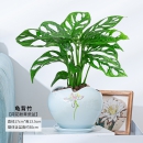 仙洞龟背竹盆栽多孔爬藤室内好养植物耐阴净化空气北欧绿植洞洞花