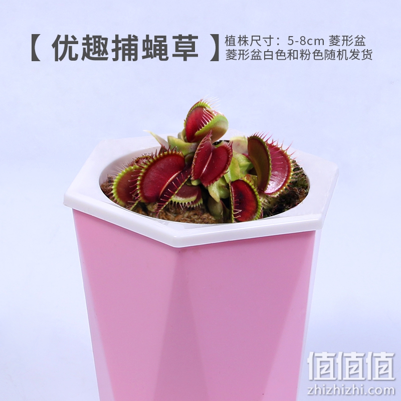 旁伴食虫植物盆栽捕蝇草食虫草猪笼草瓶子草儿童趣味