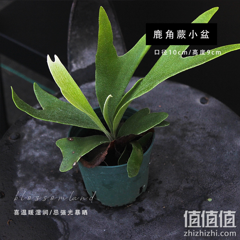 暖暖半岛 鹿角蕨 鹿角形状特色北欧Ins可垂挂稀有新奇绿植室内 小盆
