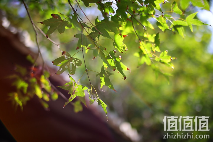 老蛙35mm f/0.95评测报告｜专为全幅无反而生 同级最大光圈！