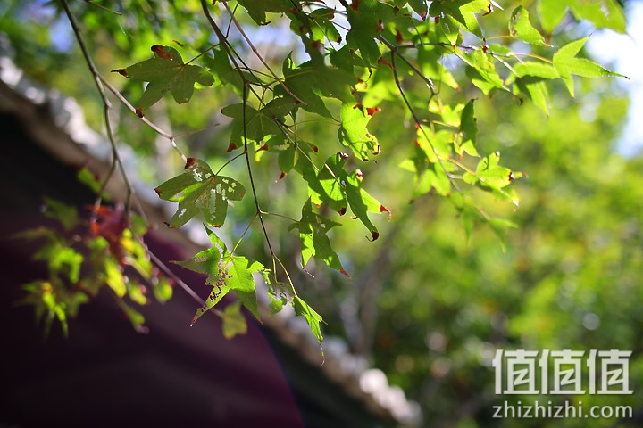 老蛙35mm f/0.95评测报告｜专为全幅无反而生 同级最大光圈！