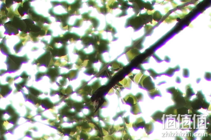 老蛙35mm f/0.95评测报告｜专为全幅无反而生 同级最大光圈！