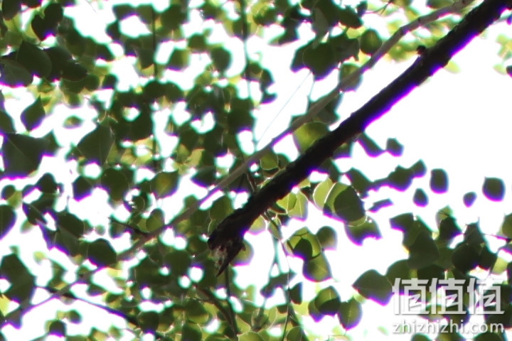 老蛙35mm f/0.95评测报告｜专为全幅无反而生 同级最大光圈！