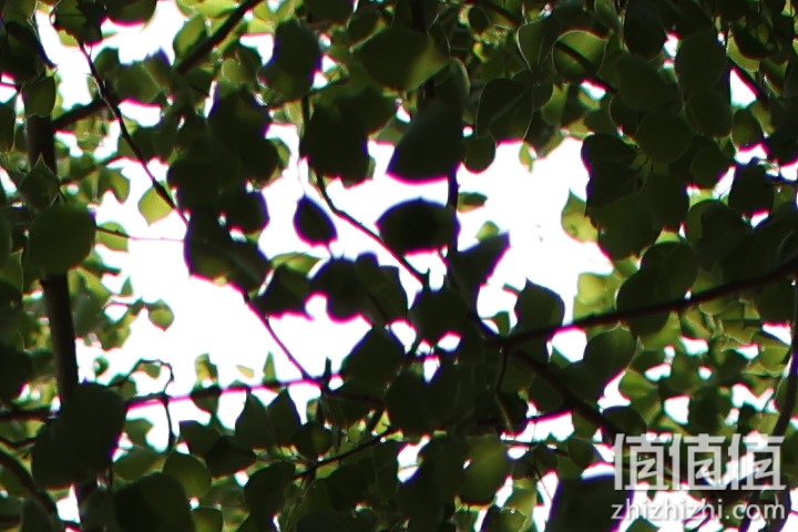 老蛙35mm f/0.95评测报告｜专为全幅无反而生 同级最大光圈！