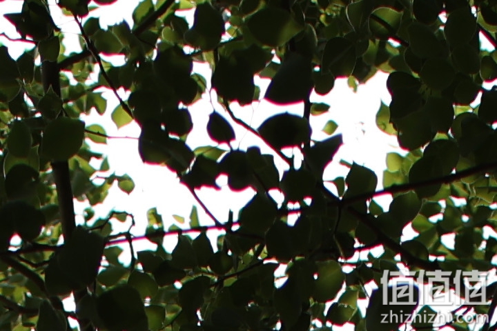 老蛙35mm f/0.95评测报告｜专为全幅无反而生 同级最大光圈！