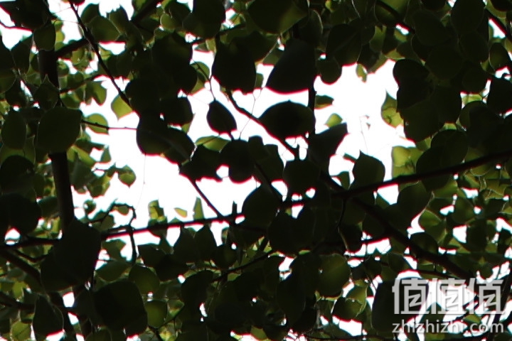 老蛙35mm f/0.95评测报告｜专为全幅无反而生 同级最大光圈！