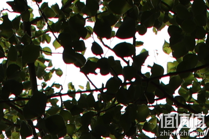 老蛙35mm f/0.95评测报告｜专为全幅无反而生 同级最大光圈！