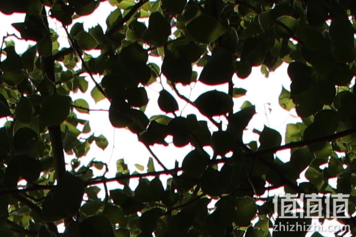 老蛙35mm f/0.95评测报告｜专为全幅无反而生 同级最大光圈！