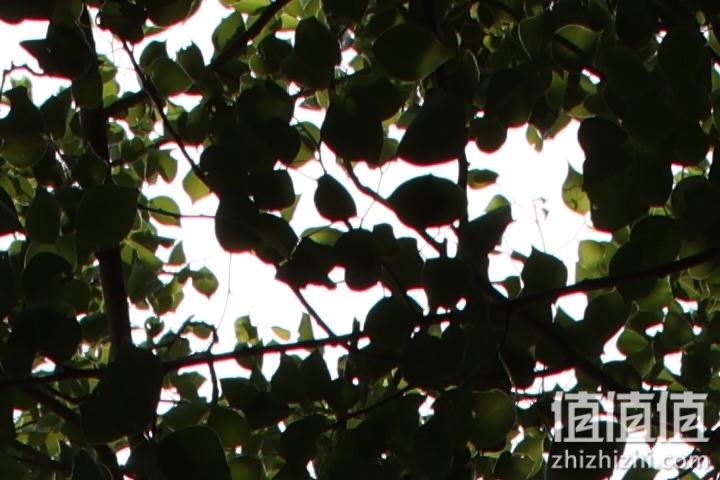 老蛙35mm f/0.95评测报告｜专为全幅无反而生 同级最大光圈！
