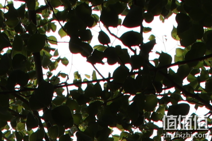 老蛙35mm f/0.95评测报告｜专为全幅无反而生 同级最大光圈！