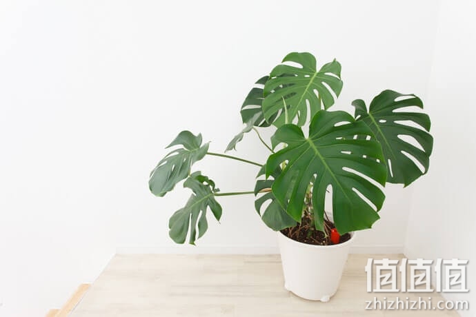 搬家礼物怎么选？乔迁礼品挑选指南