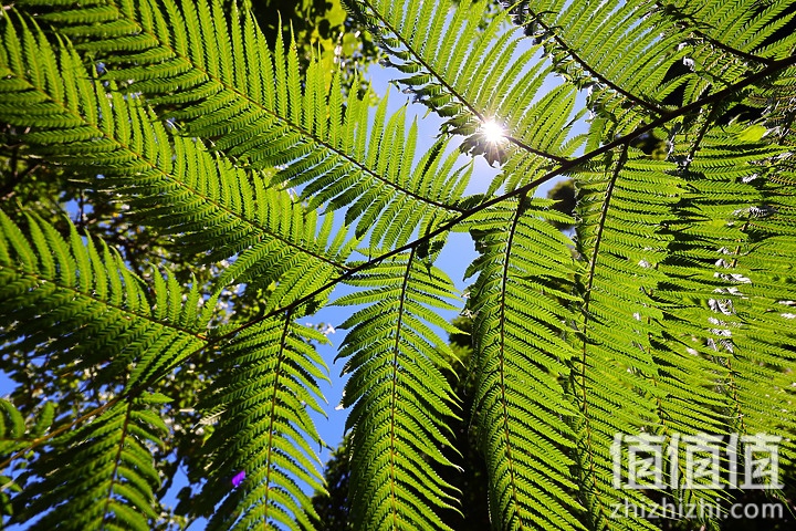 Canon RF 14-35mm f/4L IS USM 体验报告｜不仅更广更稳 还有0.38x近摄能力