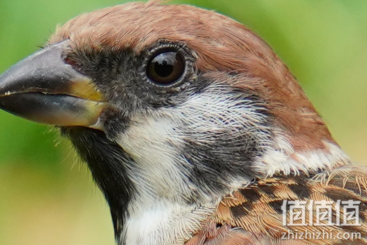 Sigma 150-600mm F5-6.3 DG DN OS Sport 评测：超望远的性价比之选