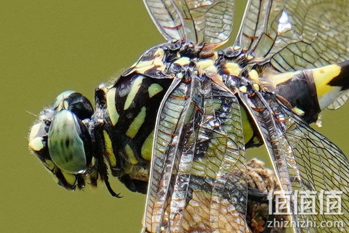 Sigma 150-600mm F5-6.3 DG DN OS Sport 评测：超望远的性价比之选