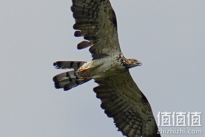 Sigma 150-600mm F5-6.3 DG DN OS Sport 评测：超望远的性价比之选