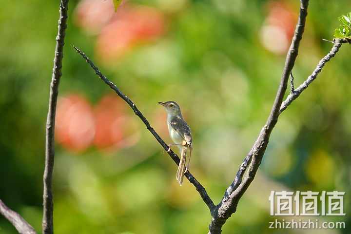 Sigma 150-600mm F5-6.3 DG DN OS Sport 评测：超望远的性价比之选