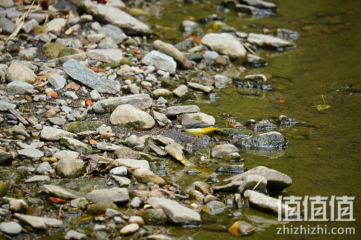 Sigma 150-600mm F5-6.3 DG DN OS Sport 评测：超望远的性价比之选
