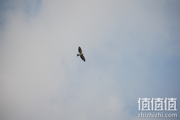 Sigma 150-600mm F5-6.3 DG DN OS Sport 评测：超望远的性价比之选