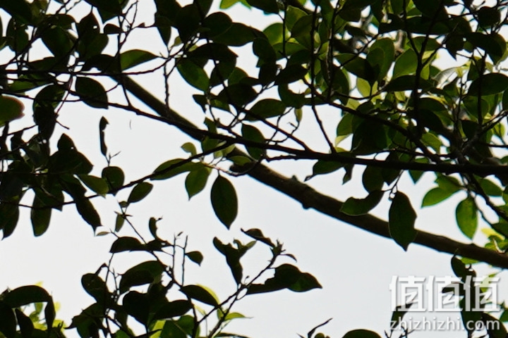 Sigma 150-600mm F5-6.3 DG DN OS Sport 评测：超望远的性价比之选