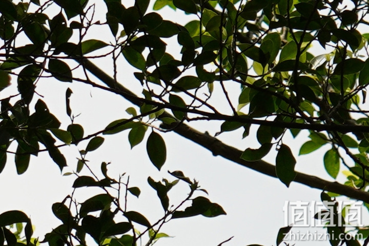 Sigma 150-600mm F5-6.3 DG DN OS Sport 评测：超望远的性价比之选