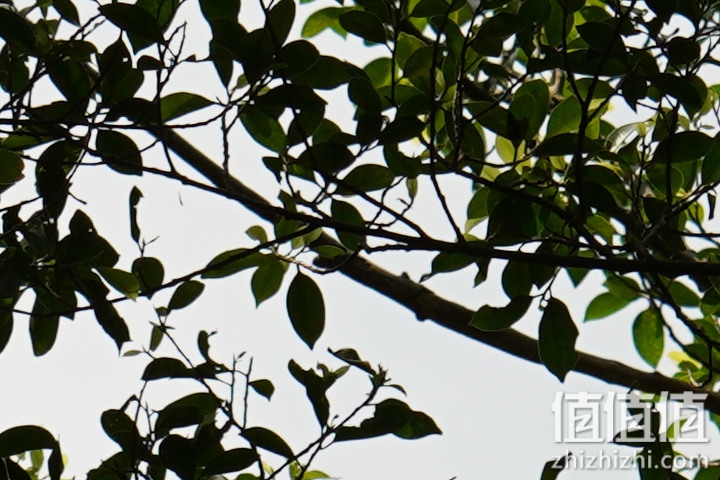 Sigma 150-600mm F5-6.3 DG DN OS Sport 评测：超望远的性价比之选