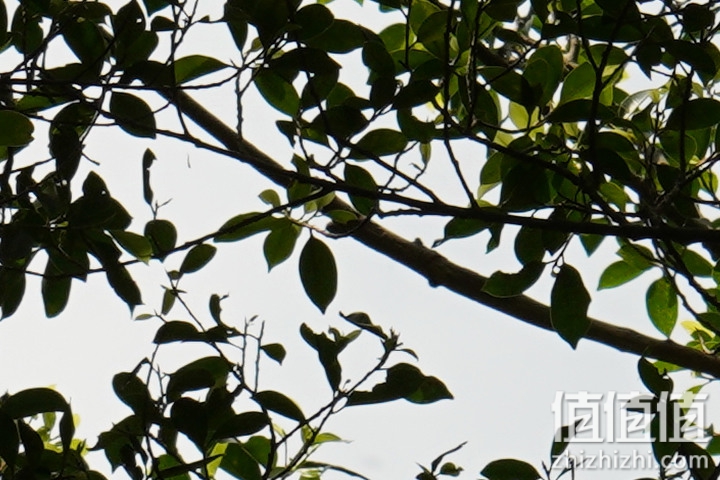 Sigma 150-600mm F5-6.3 DG DN OS Sport 评测：超望远的性价比之选
