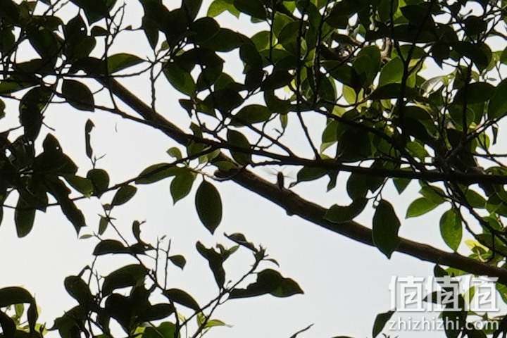 Sigma 150-600mm F5-6.3 DG DN OS Sport 评测：超望远的性价比之选