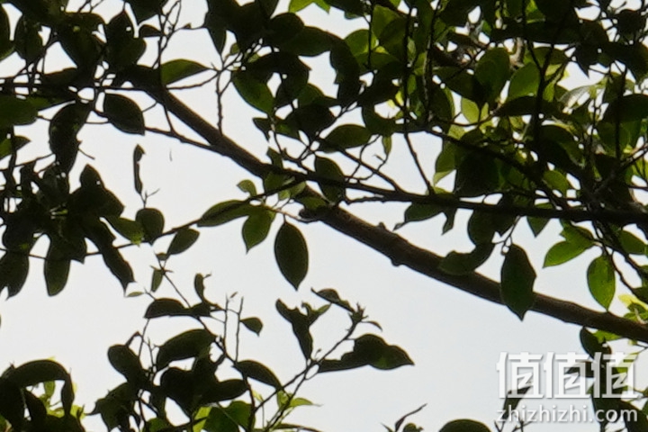 Sigma 150-600mm F5-6.3 DG DN OS Sport 评测：超望远的性价比之选