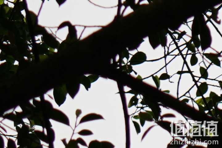 Sigma 150-600mm F5-6.3 DG DN OS Sport 评测：超望远的性价比之选