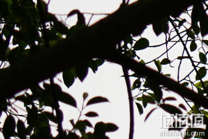 Sigma 150-600mm F5-6.3 DG DN OS Sport 评测：超望远的性价比之选