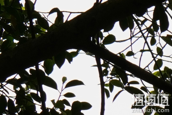 Sigma 150-600mm F5-6.3 DG DN OS Sport 评测：超望远的性价比之选