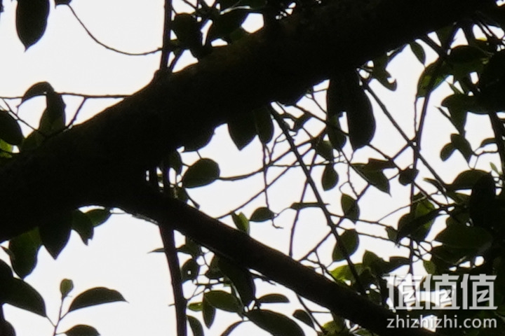 Sigma 150-600mm F5-6.3 DG DN OS Sport 评测：超望远的性价比之选
