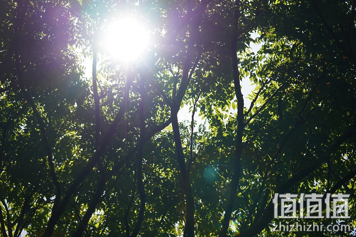 Sigma 150-600mm F5-6.3 DG DN OS Sport 评测：超望远的性价比之选