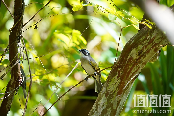 Sigma 150-600mm F5-6.3 DG DN OS Sport 评测：超望远的性价比之选