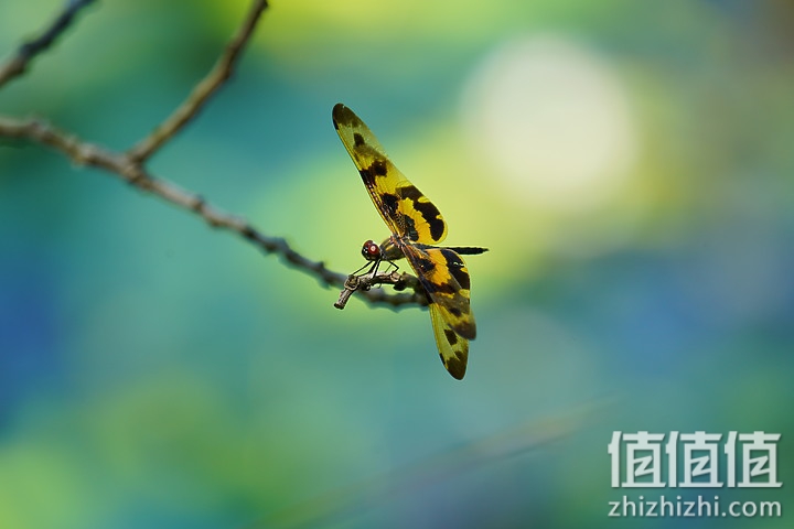 Sigma 150-600mm F5-6.3 DG DN OS Sport 评测：超望远的性价比之选