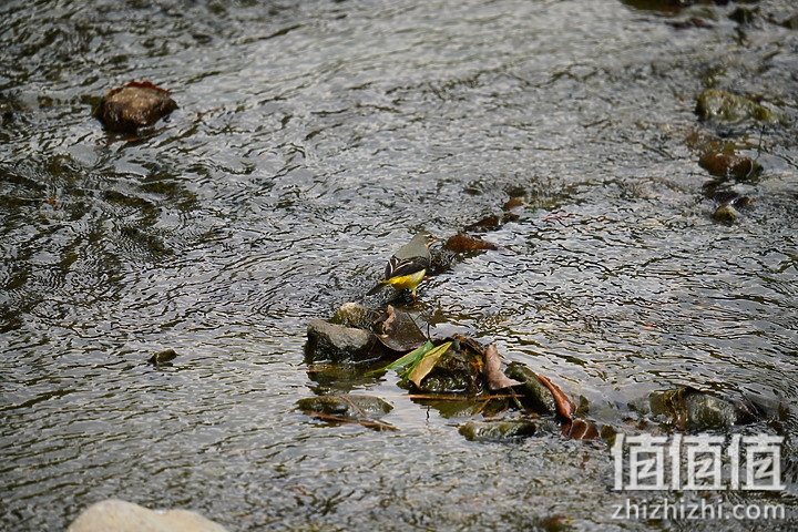 Sigma 150-600mm F5-6.3 DG DN OS Sport 评测：超望远的性价比之选