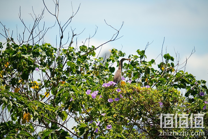 Sigma 150-600mm F5-6.3 DG DN OS Sport 评测：超望远的性价比之选